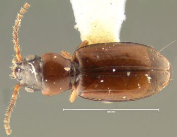 Media type: image;   Entomology 30328 Aspect: habitus dorsal view